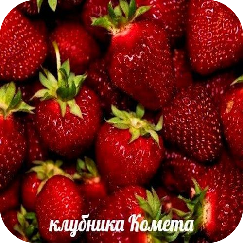 Клубника "Комета" Клубника "Комета"